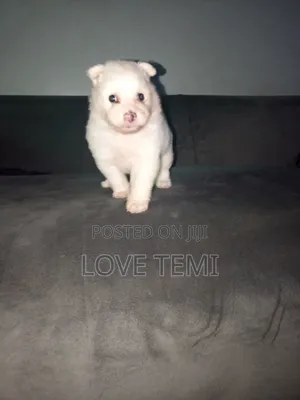 0-1 month Female Purebred American Eskimo