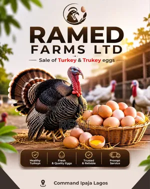 Live Turkey and Turkey Eggs for Sale