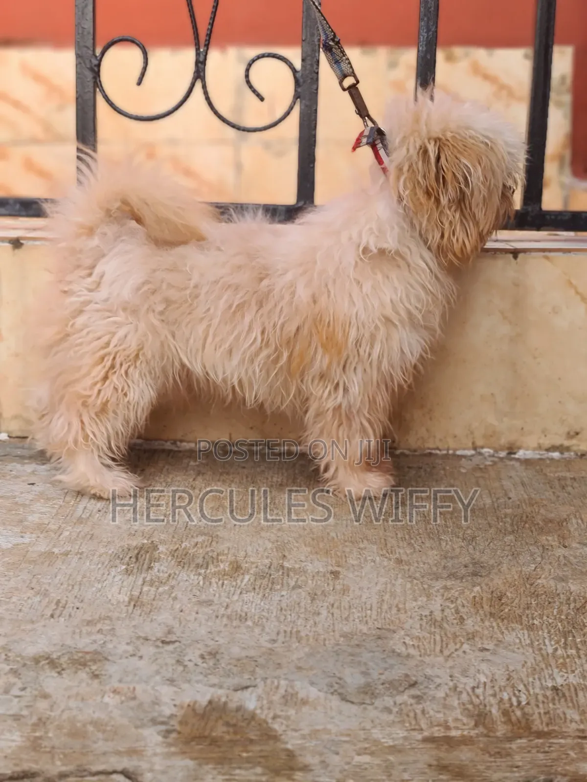 Pay Off Stud Services Lhasa Apso