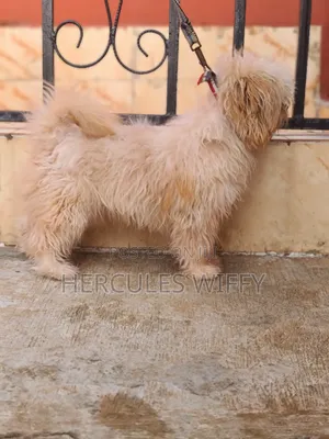 Pay Off Stud Services Lhasa Apso