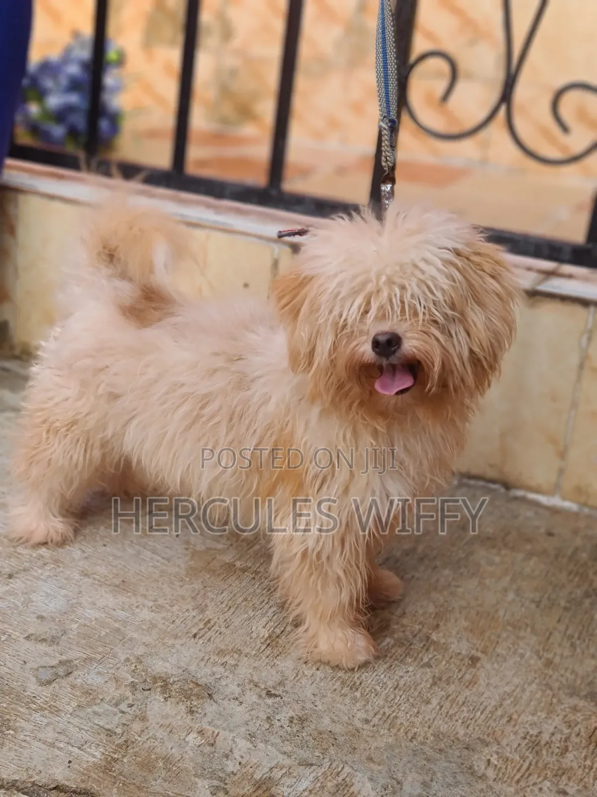 Pay Off Stud Services Lhasa Apso