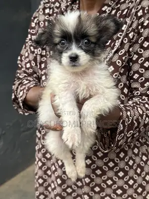 1-3 months Female Mixed Breed Lhasa Apso