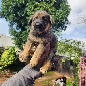 1-3 months Male Purebred German Shepherd