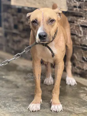 1+ year Female Purebred American Pit Bull Terrier