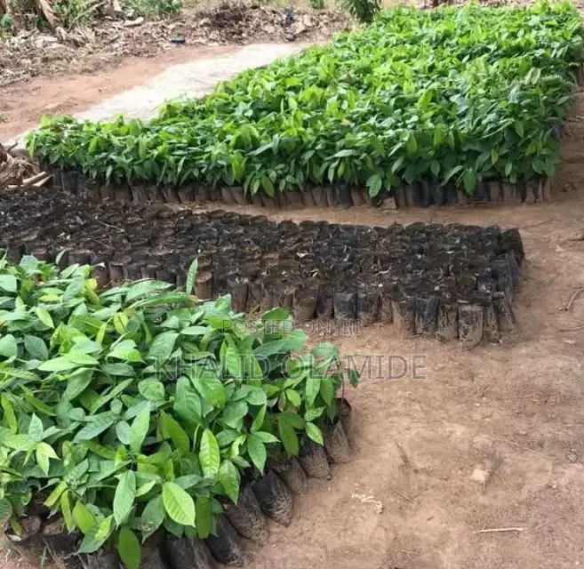 Hybrid Cocoa Seedlings