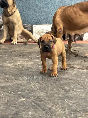 0-1 month Male Purebred Boerboel