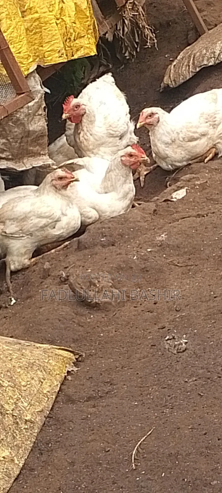 Broiler Agrited 9 Weeks