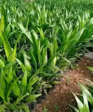 Oil Palm Seedlings