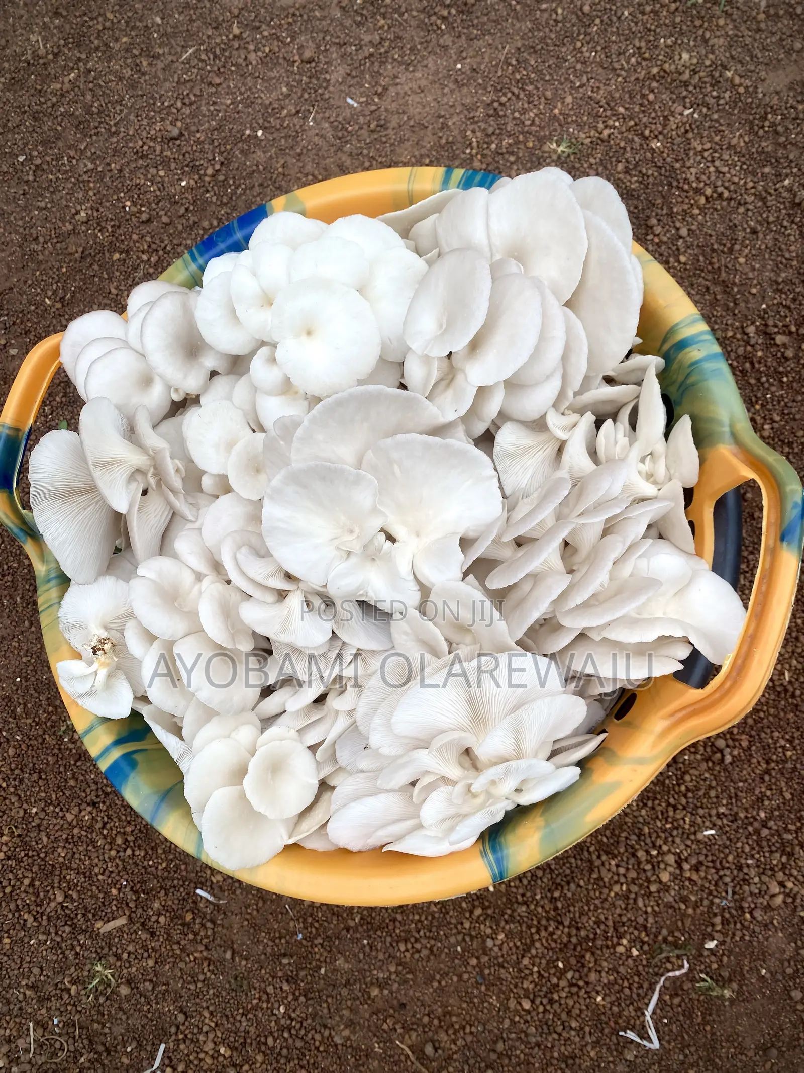 Dried Oyster Mushroom