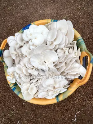 Dried Oyster Mushroom