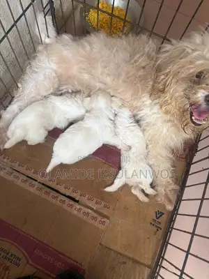 1-3 months Female Purebred Lhasa Apso