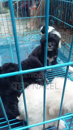 1-3 months Female Purebred Lhasa Apso
