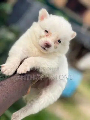 1-3 months Female Purebred American Eskimo