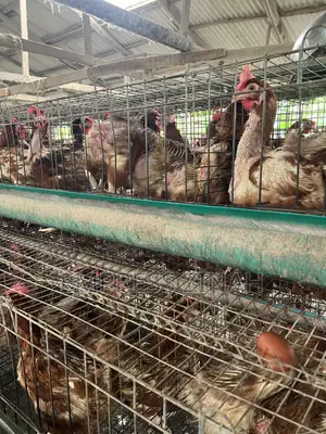 Fresh Farm Eggs for Sale | Bulk Supply | ₦5,000/Crate