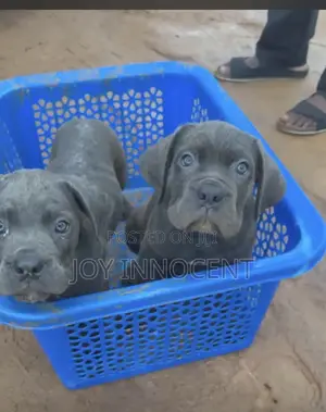 1-3 months Female Purebred Cane Corso