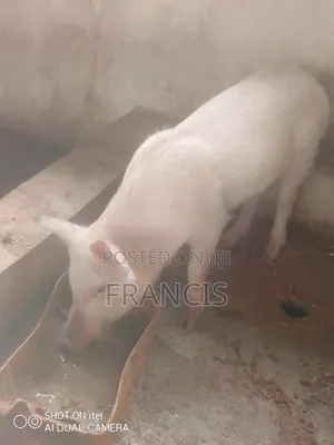 Healthy Pig for Sell