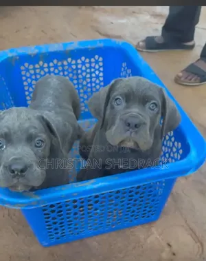 1-3 months Female Purebred Cane Corso