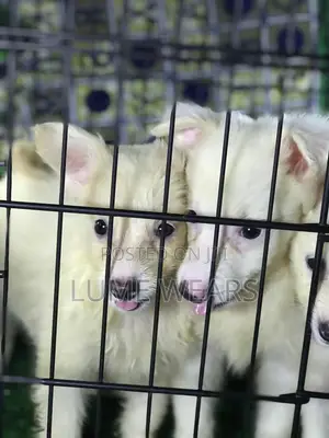 1-3 months Male Purebred American Eskimo