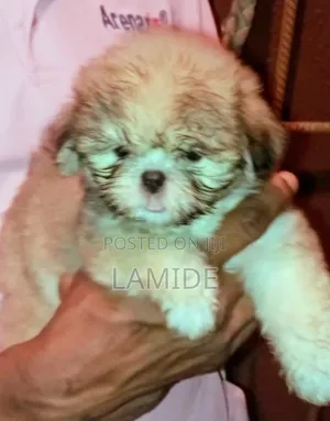 1-3 months Female Purebred Shih Tzu