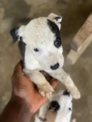 1-3 months Female Purebred American Pit Bull Terrier