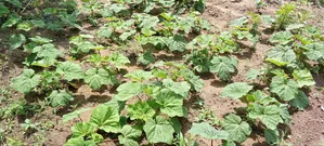 Contact Us for Fresh and Daily Okra, Available in Bags and Basket