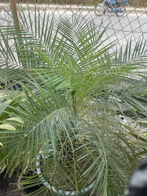 Pygmy Date Palm (Phoenix Roebelenii)