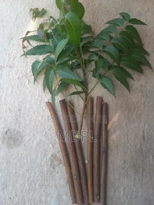 Neem Chewing Sticks