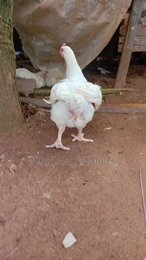 Big Broilers and a Female Noiler for Sale.
