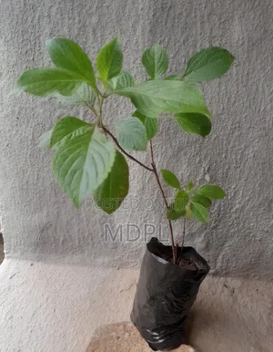 Scent Leaves Seedlings