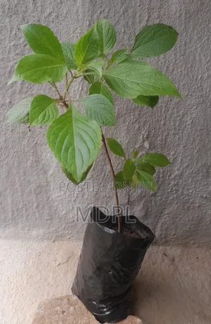 Scent Leaves Seedlings