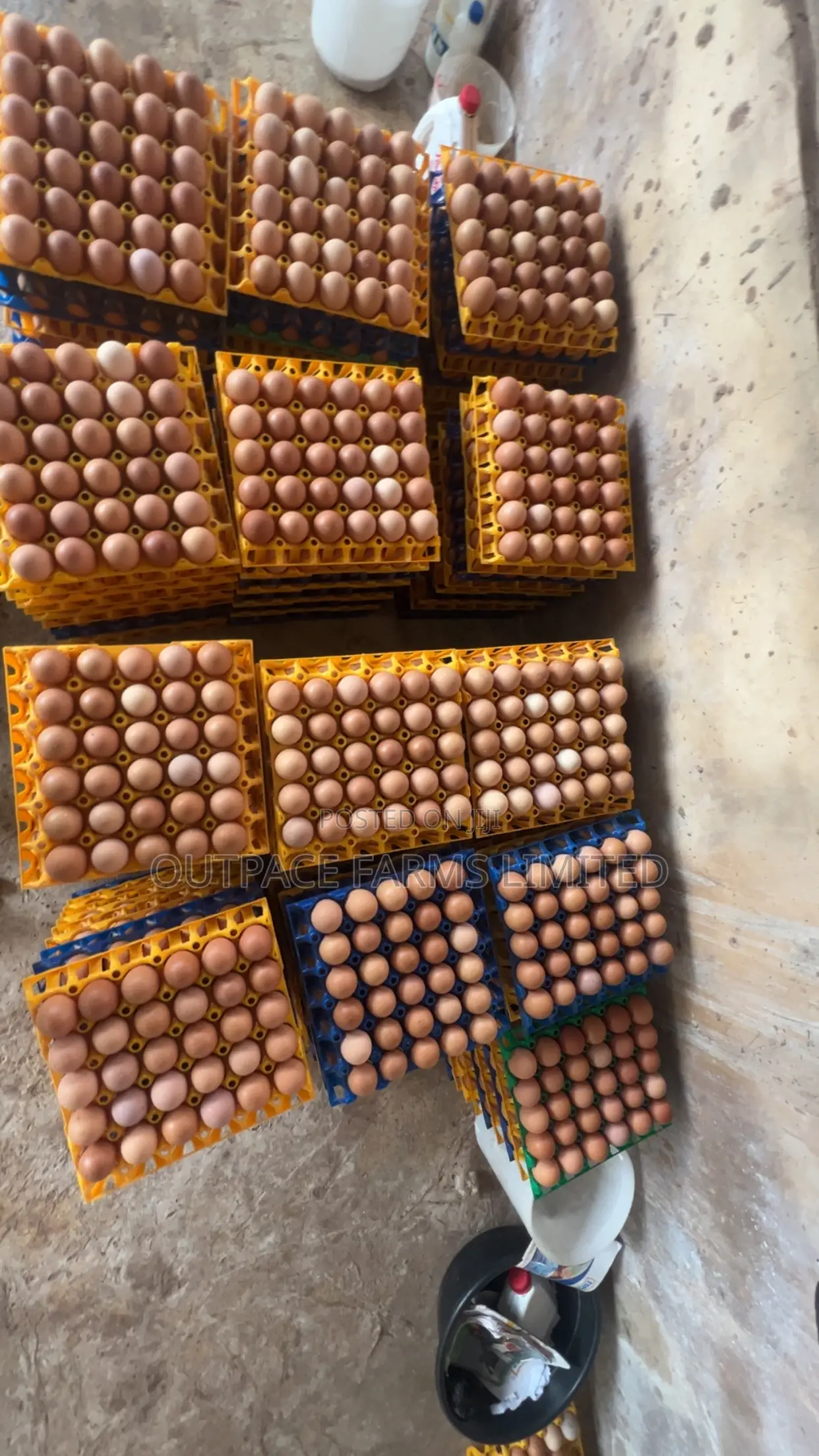 Fresh Farm Eggs
