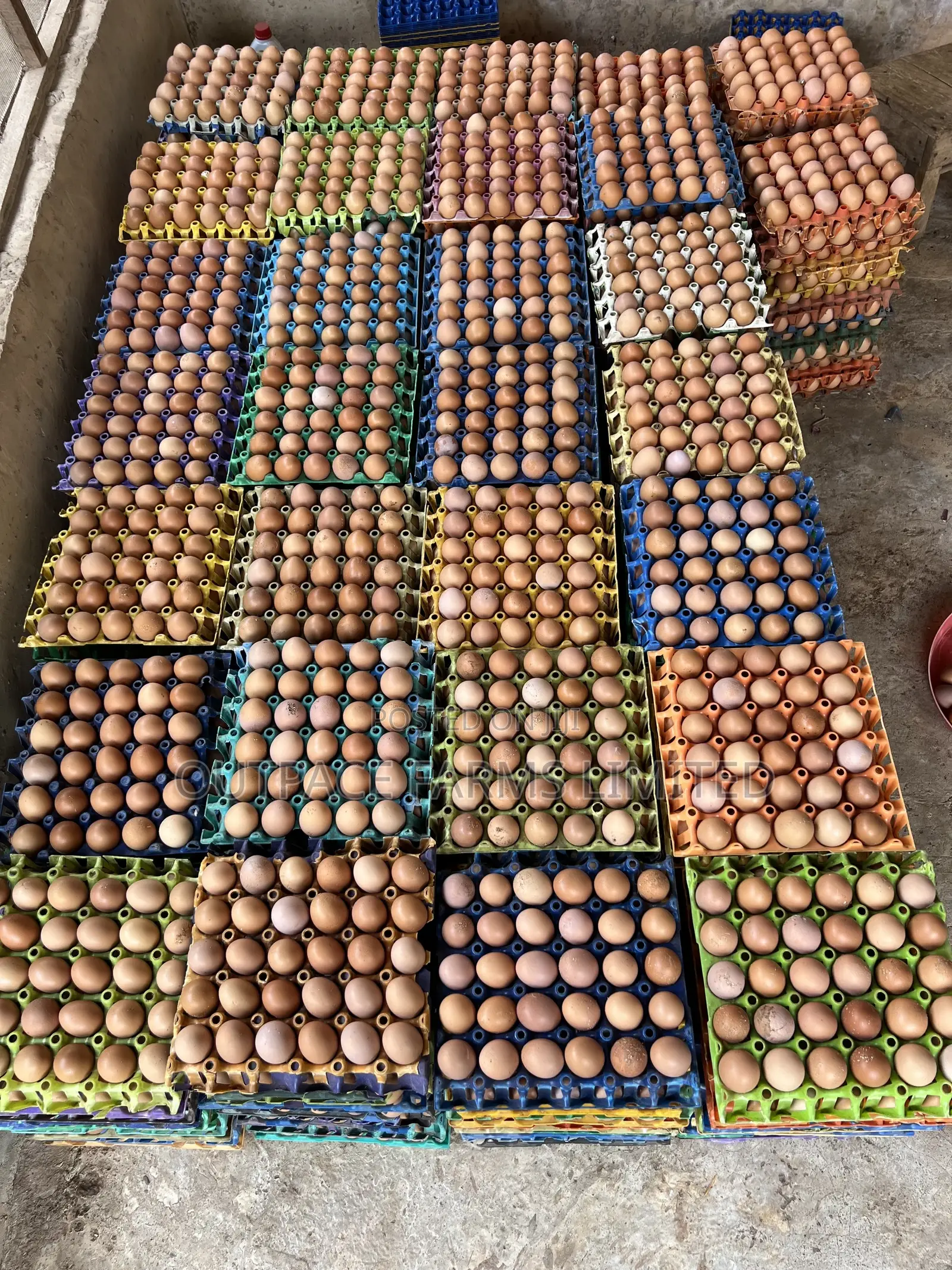 Fresh Farm Eggs