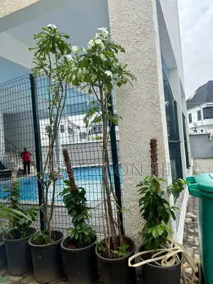 1bdrm Townhouse / Terrace in Orchid Road, Ikota for rent