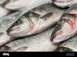Fresh River Fish Snails and Live Broiler Chicken for Sale