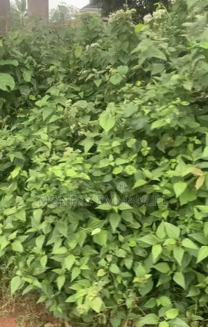 Half Plot of Land