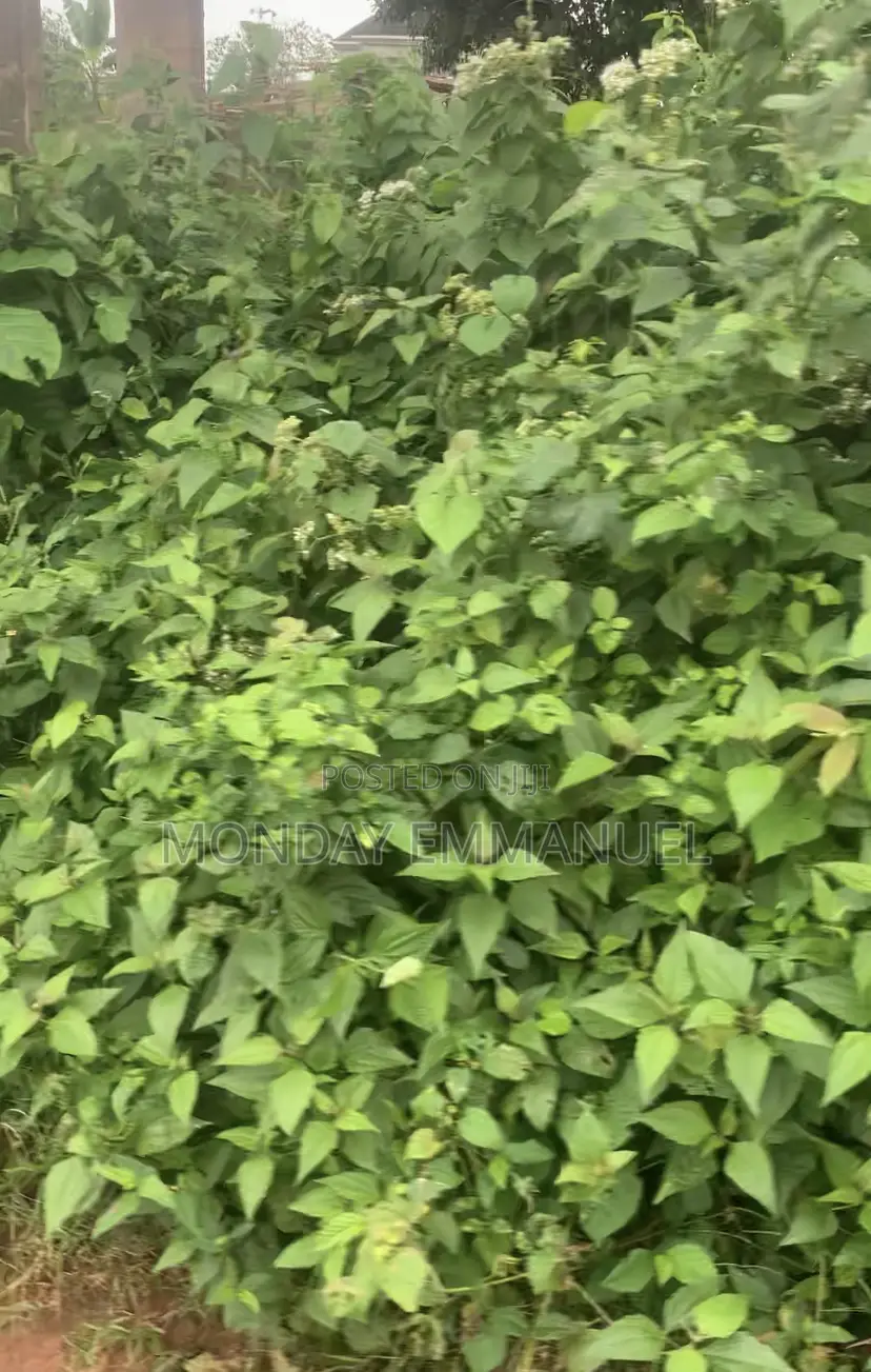 Half Plot of Land