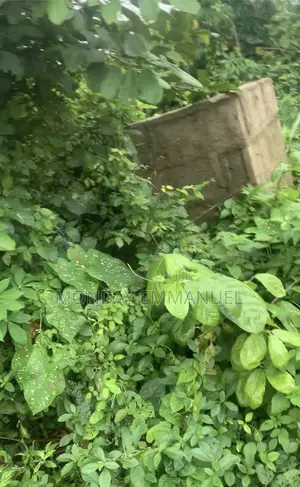 Half Plot of Land