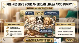0-1 month Male Purebred Lhasa Apso