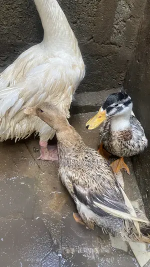 Duck and Geese
