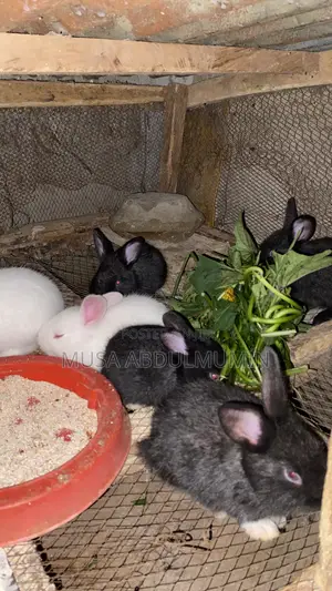 Weaners Rabbits