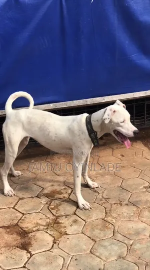 6-12 months Female Purebred American Pit Bull Terrier