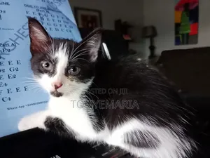 1-3 months Female Mixed Breed Nebelung