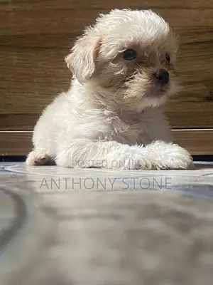 1-3 months Female Purebred Lhasa Apso