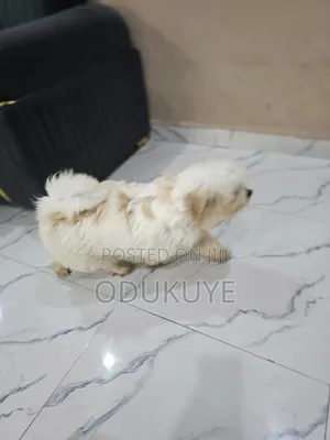 6-12 months Male Purebred Lhasa Apso