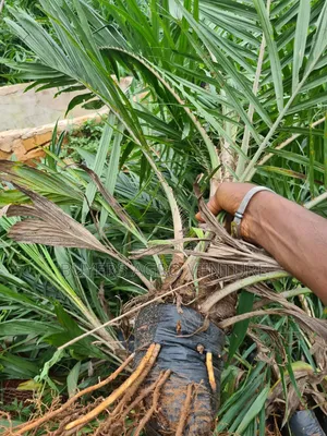 Malaysia Supergene Palm Seedlings, Bulk Orders Are Welcome.