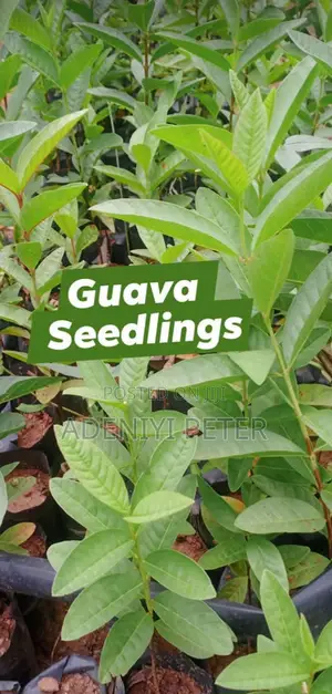 Bell Pepper Seedlings (Yellow Red and Dreen)
