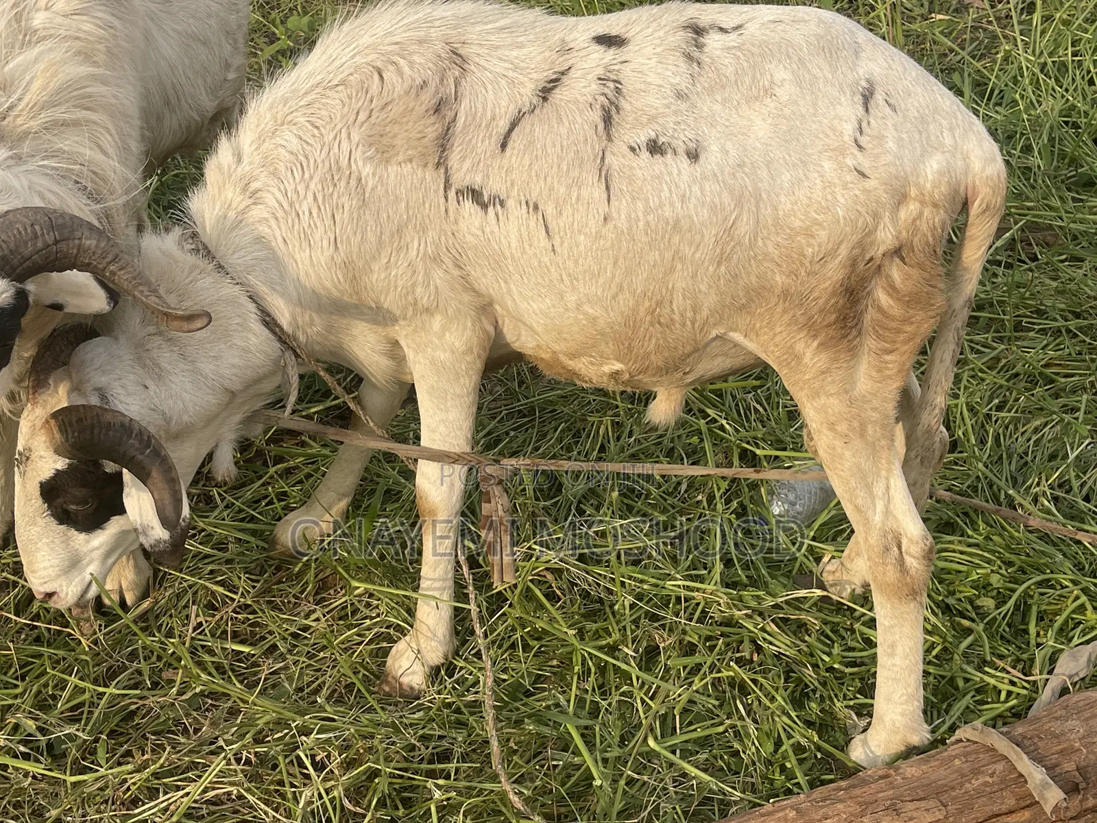 Rams Available