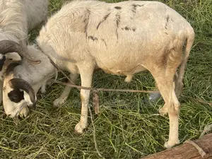 Rams Available