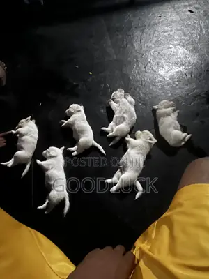1-3 months Male Purebred Lhasa Apso