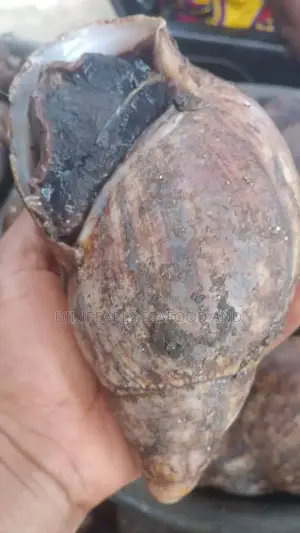 Bush Snails